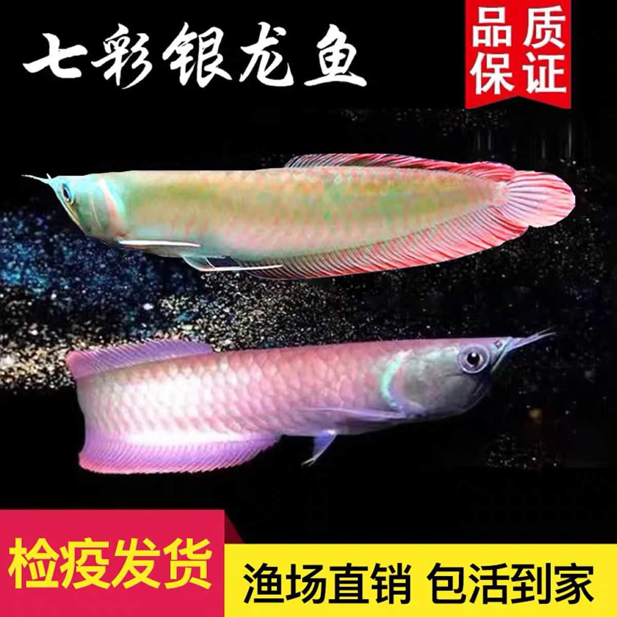 七彩银龙鱼活体中大型热带淡水观赏鱼苗招财鱼