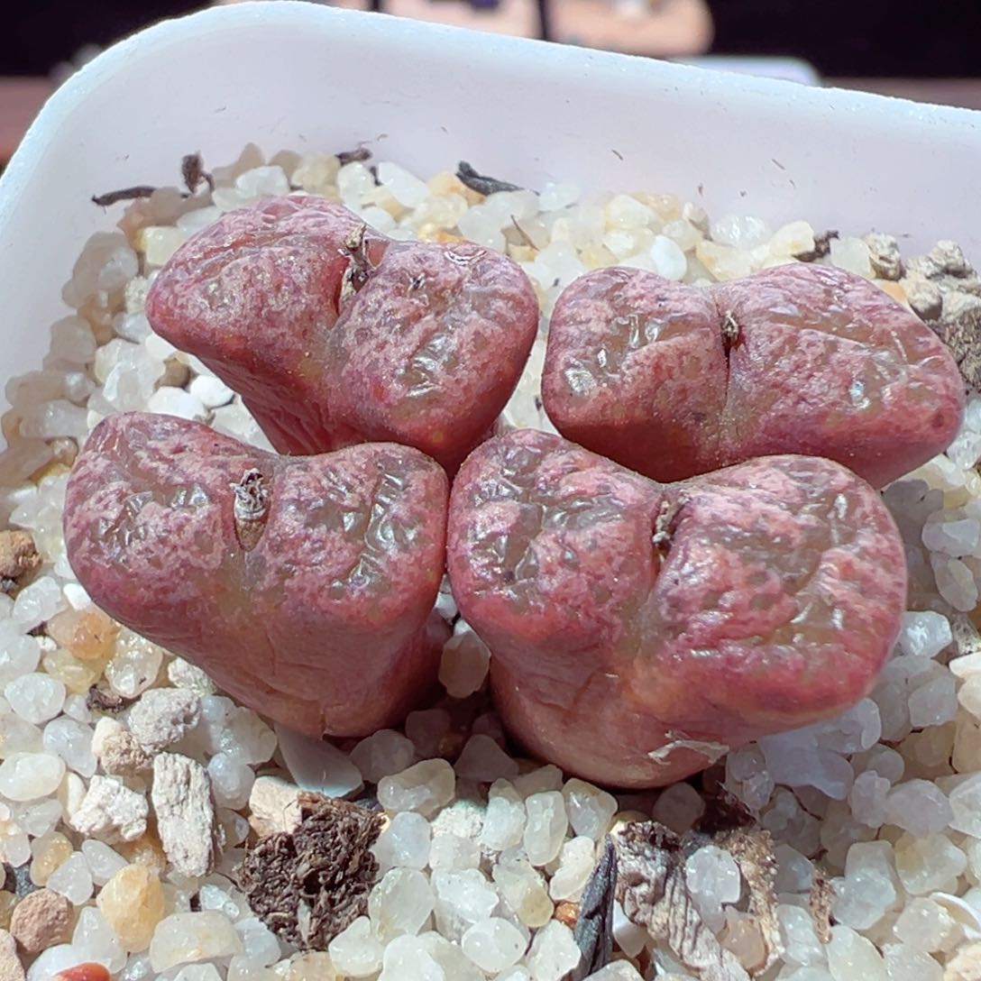 216-104多肉蝴蝶勋章