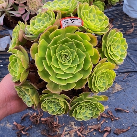雨荷轮回老桩捧花法师