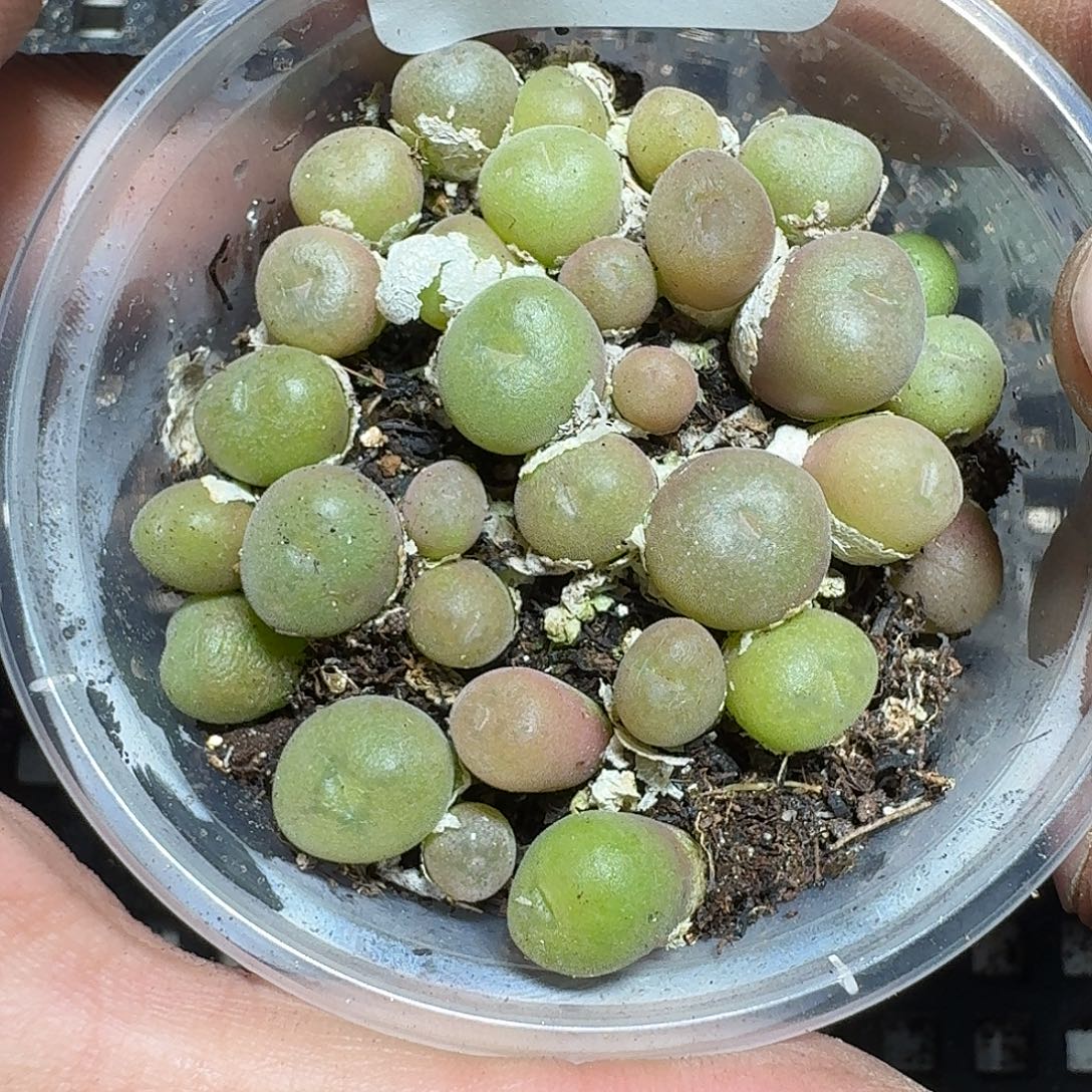 224 多肉植物多肉植物