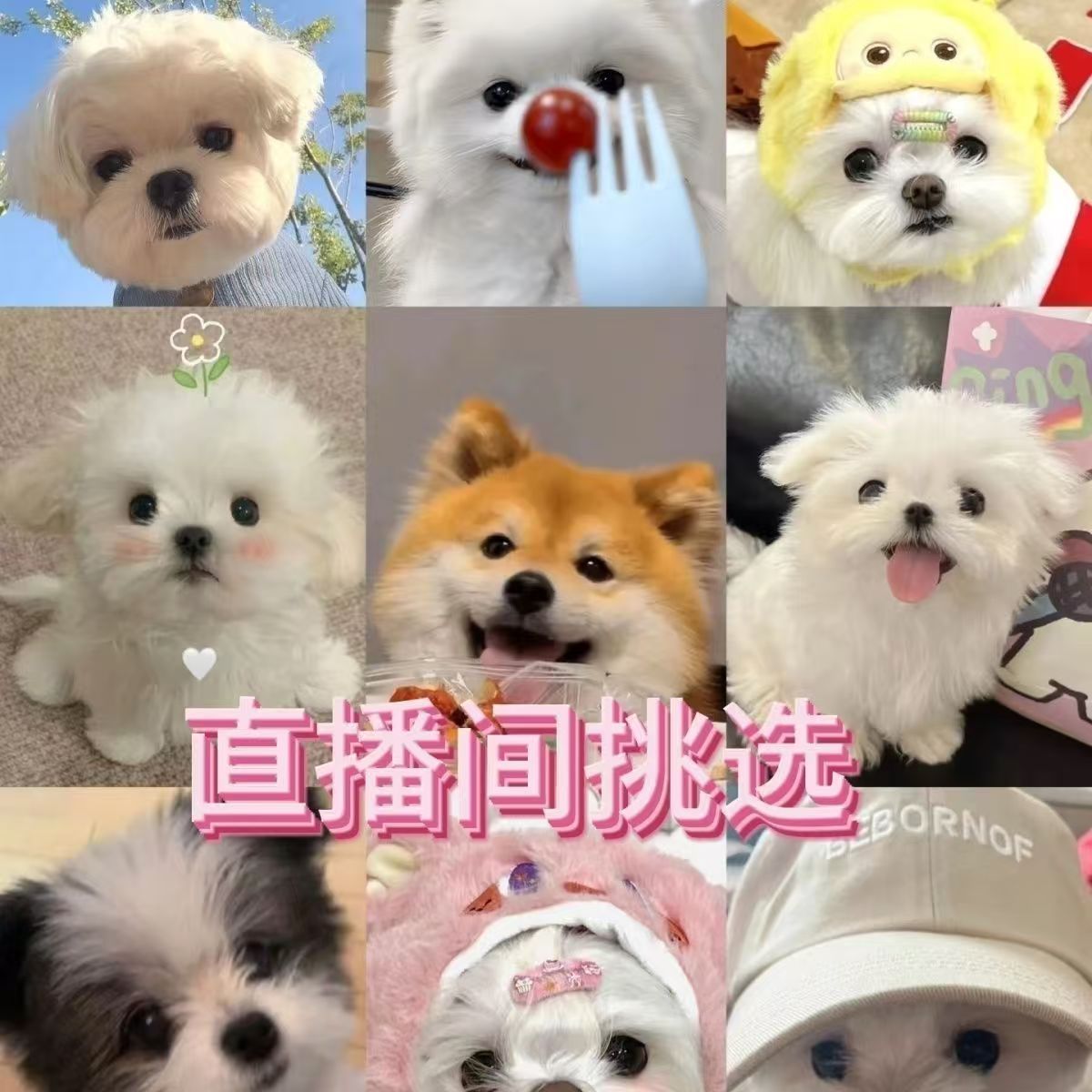 直播间挑选比熊泰迪熊博美柯基边牧柴犬萨摩耶可爱狗狗