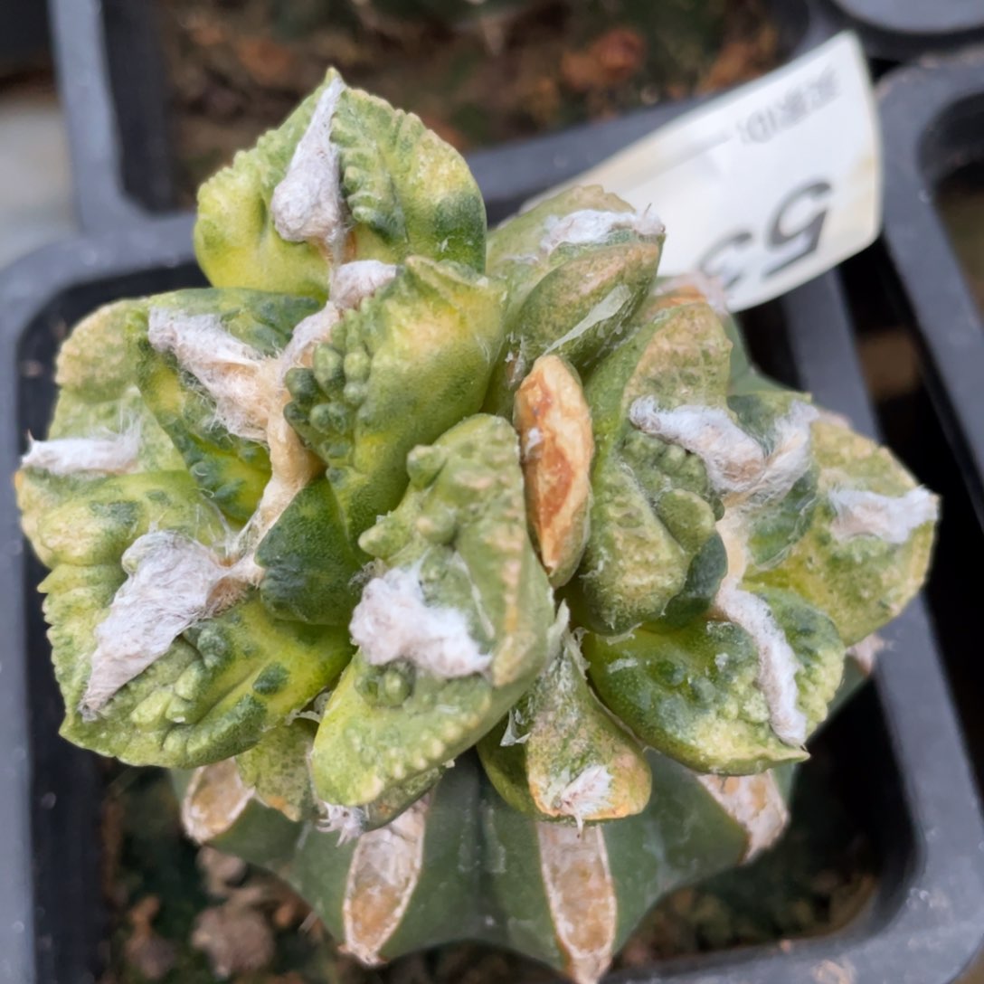 无花朵双头龟甲锦531