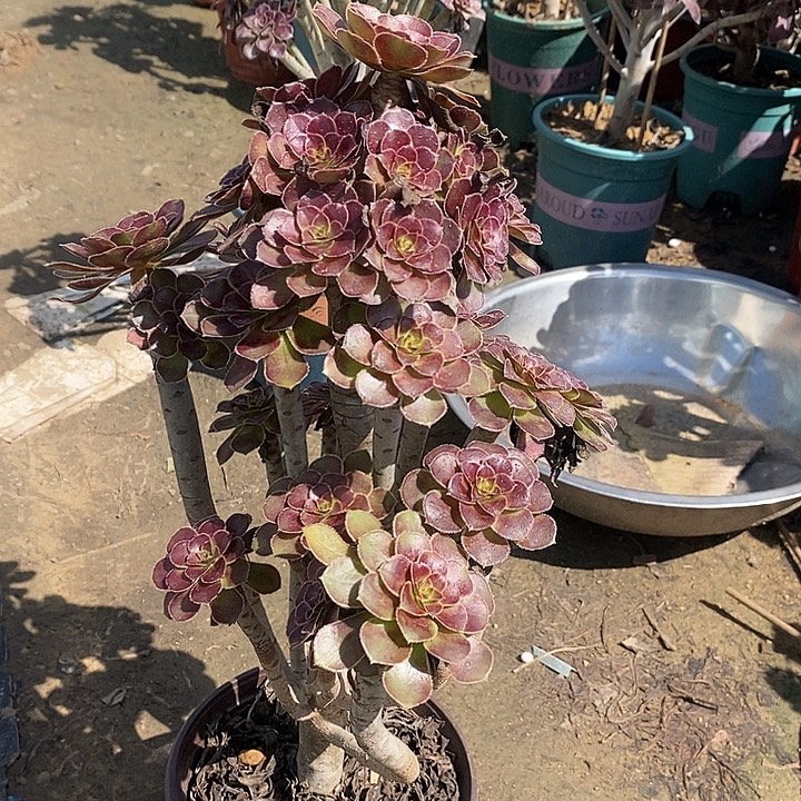黑法4多肉植物法师法师法师法师法师