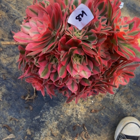 粉女巫多肉植物821多肉