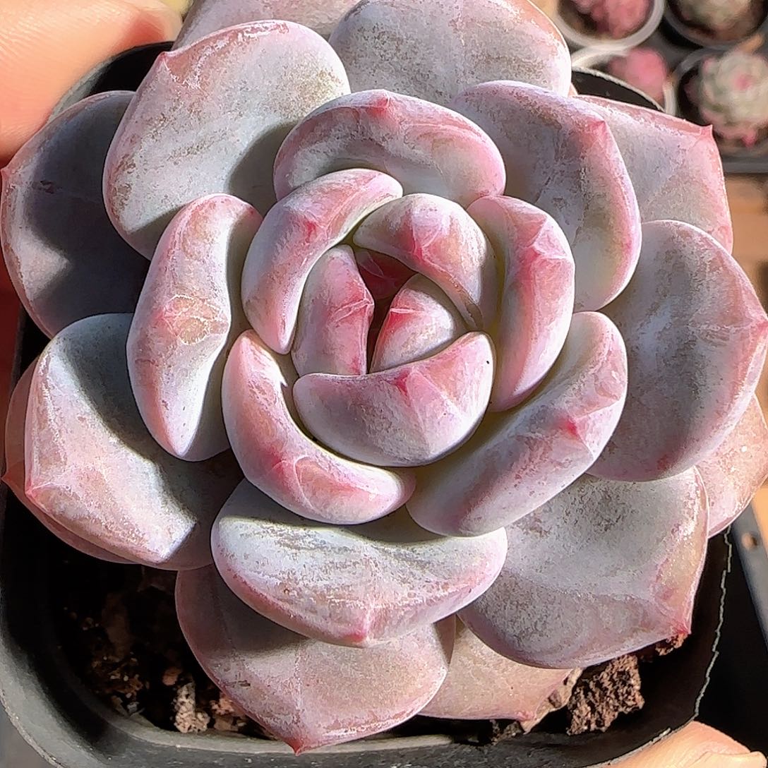 多肉1211-41石榴籽星影