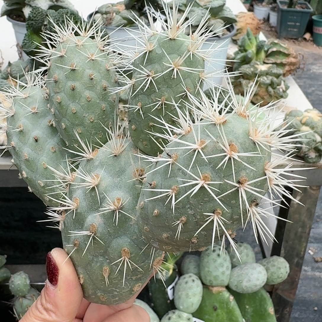 【闪购商品】无花朵奶白刺习