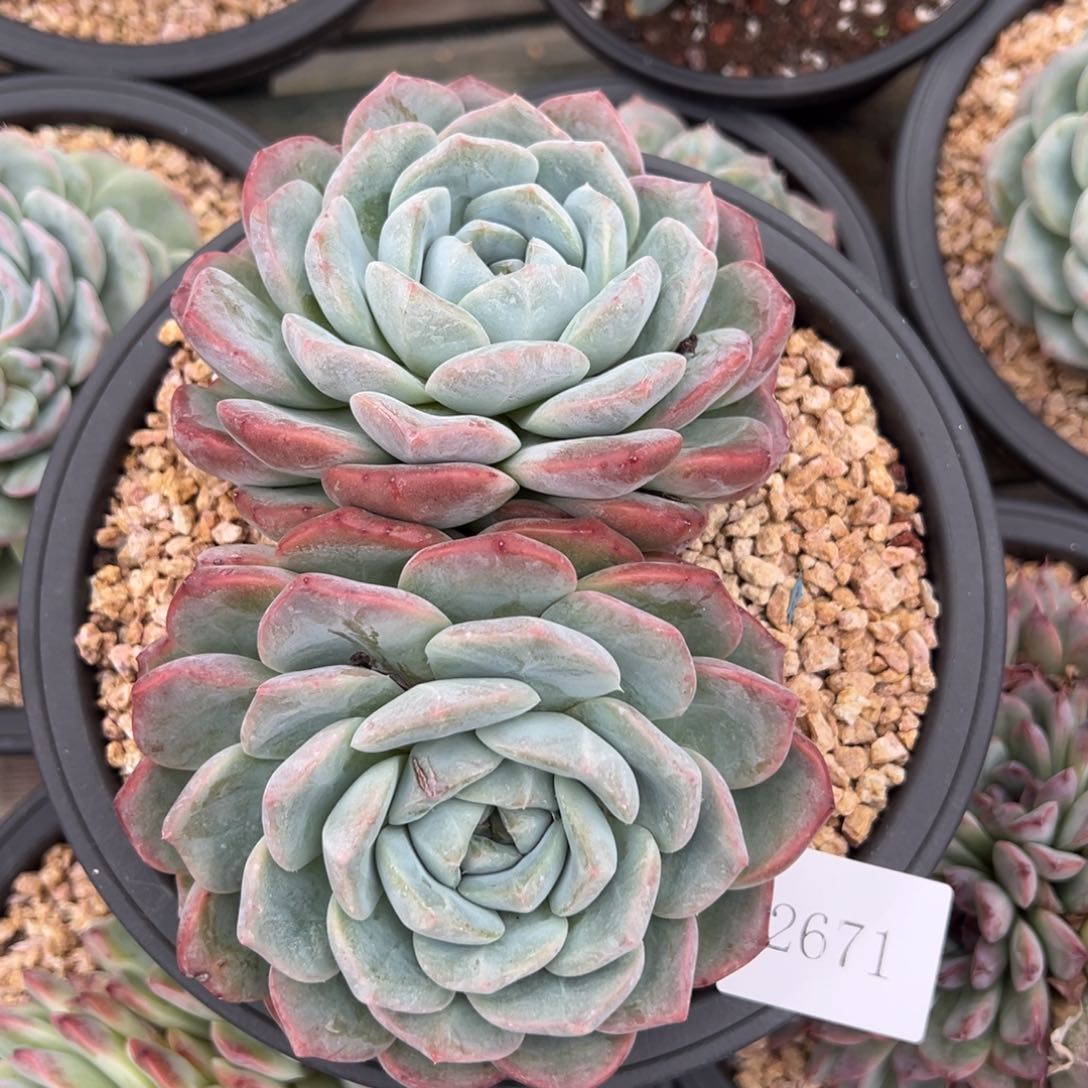 小*2671不包整肉肉肉肉肉肉