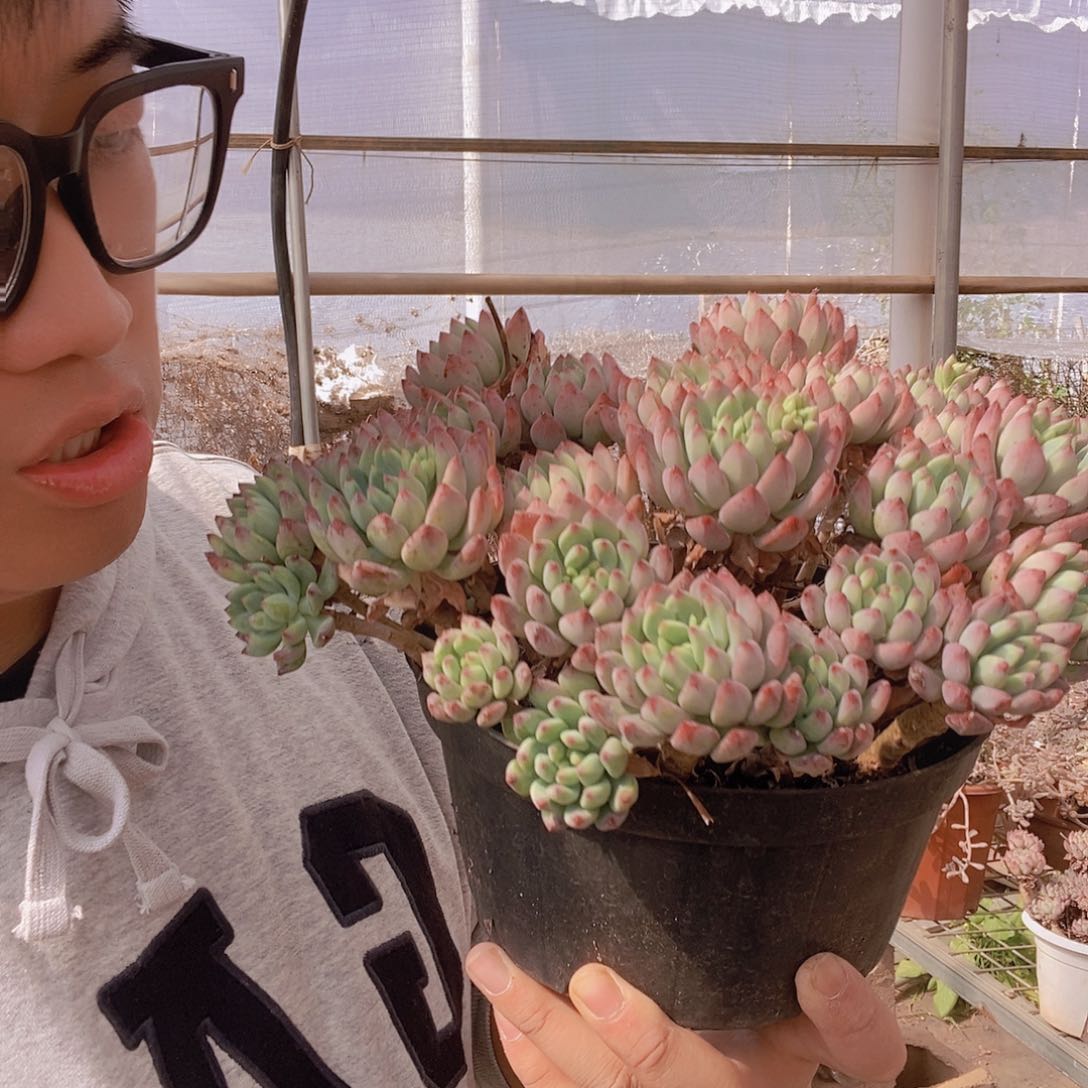 大盆松果精灵特价老桩