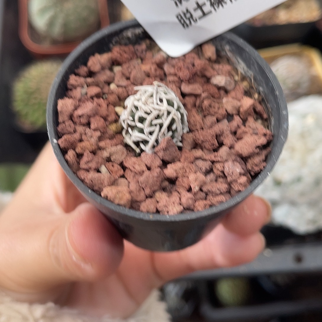 425飞鸟仙人球植物