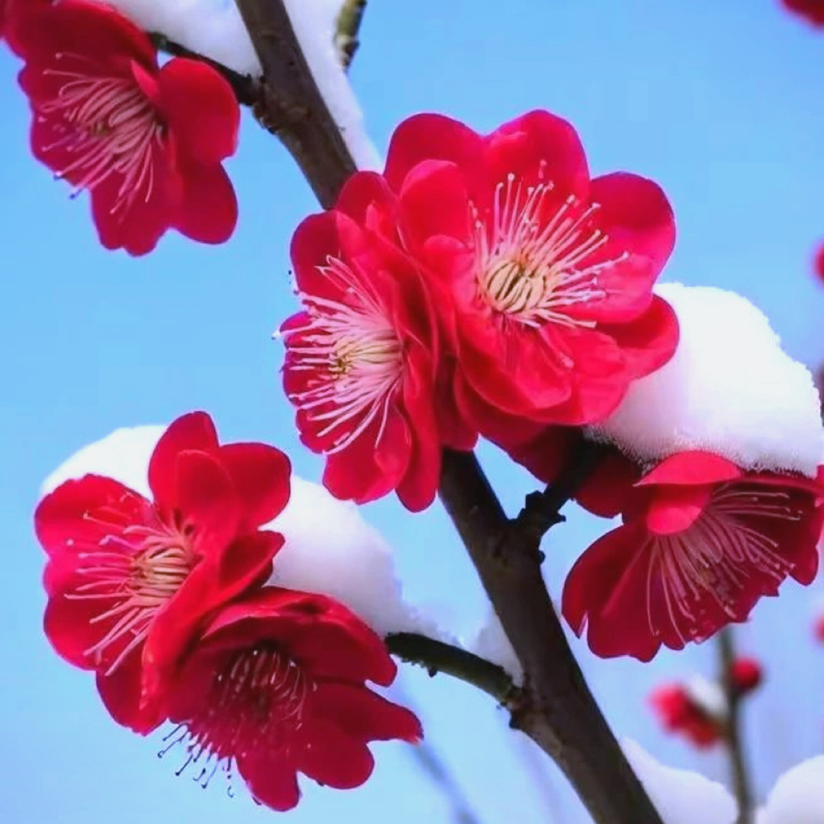 耐寒带花苞浓香红梅盆栽花卉室内外绿植