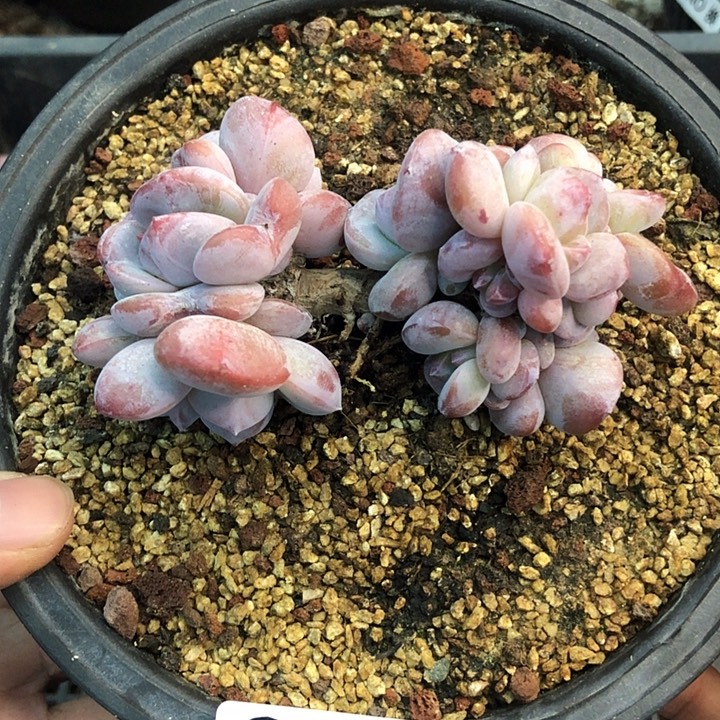星影石榴籽福利出咯 339