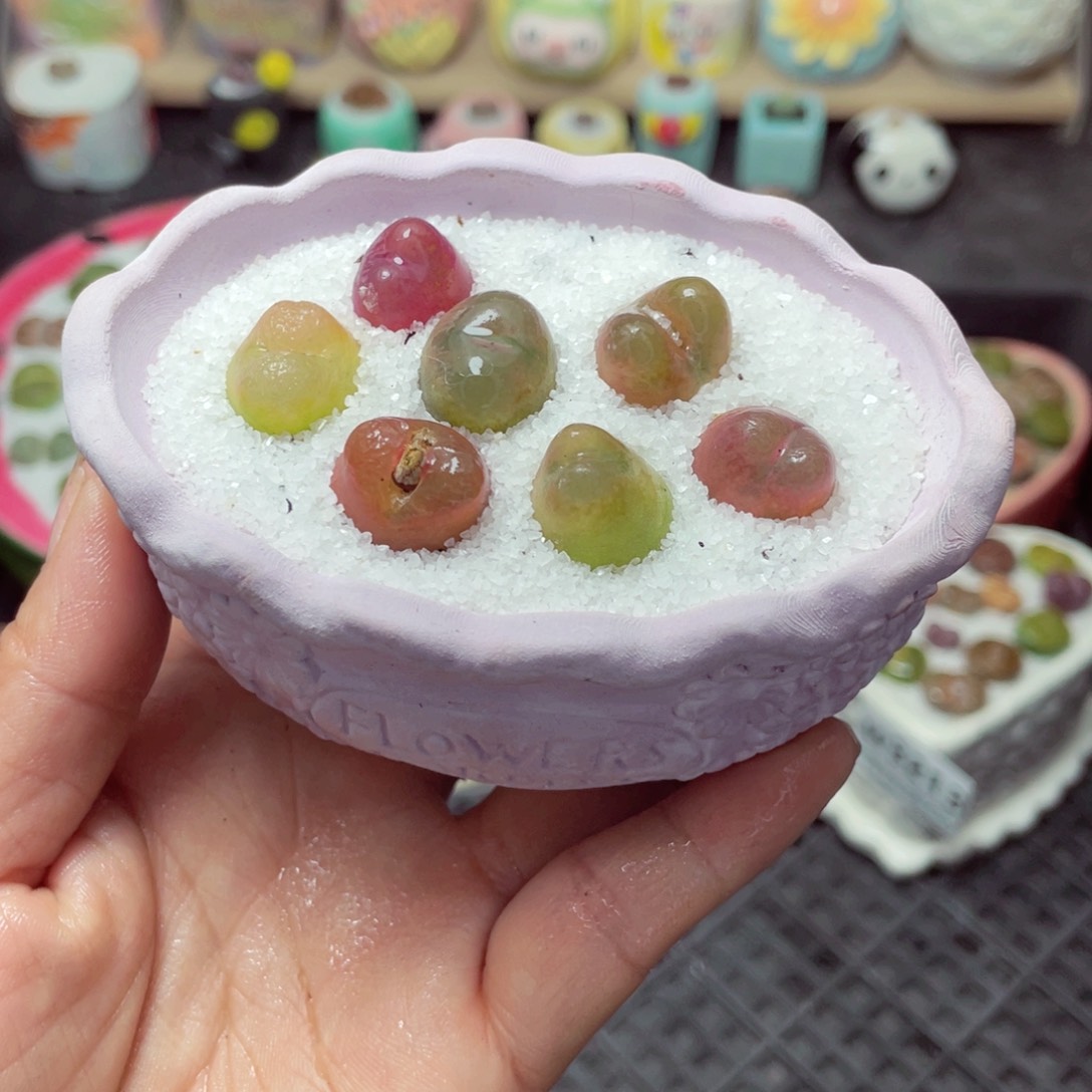 w3216 带盆土发货-零下地区拍保温箱