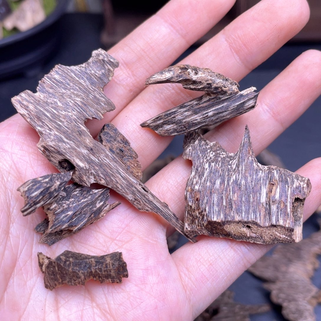 5.5克海南尖峰岭鸡母虫漏香