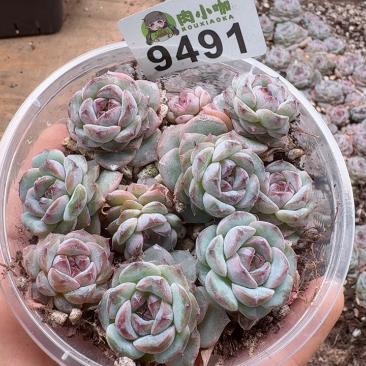 多肉植物多肉植物