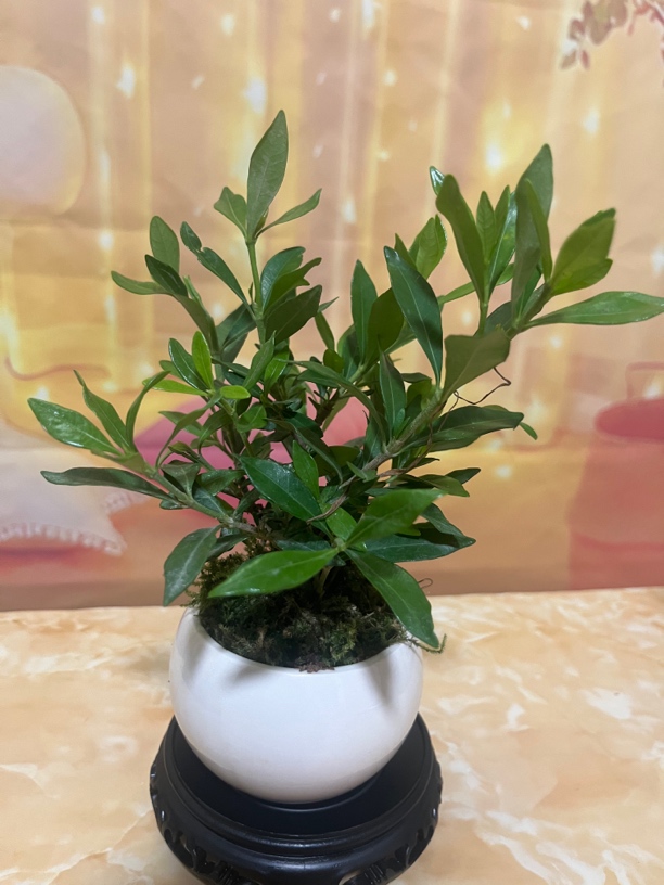 （栀子花）一年四季开花，室内高段微盘锦。