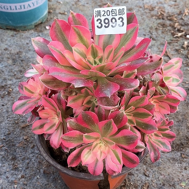 3993 一颗粉女巫法师