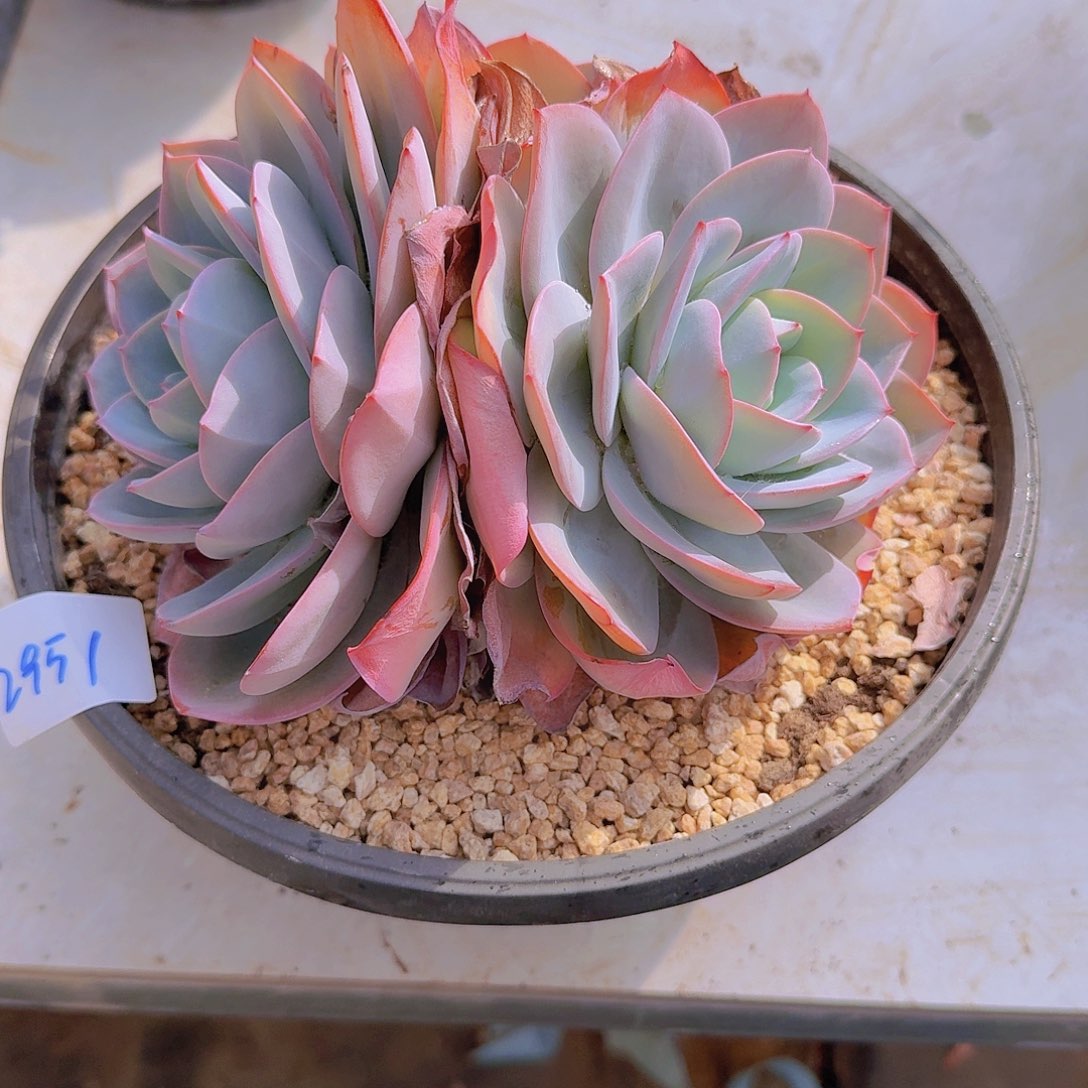2951布鲁蓝多肉植物