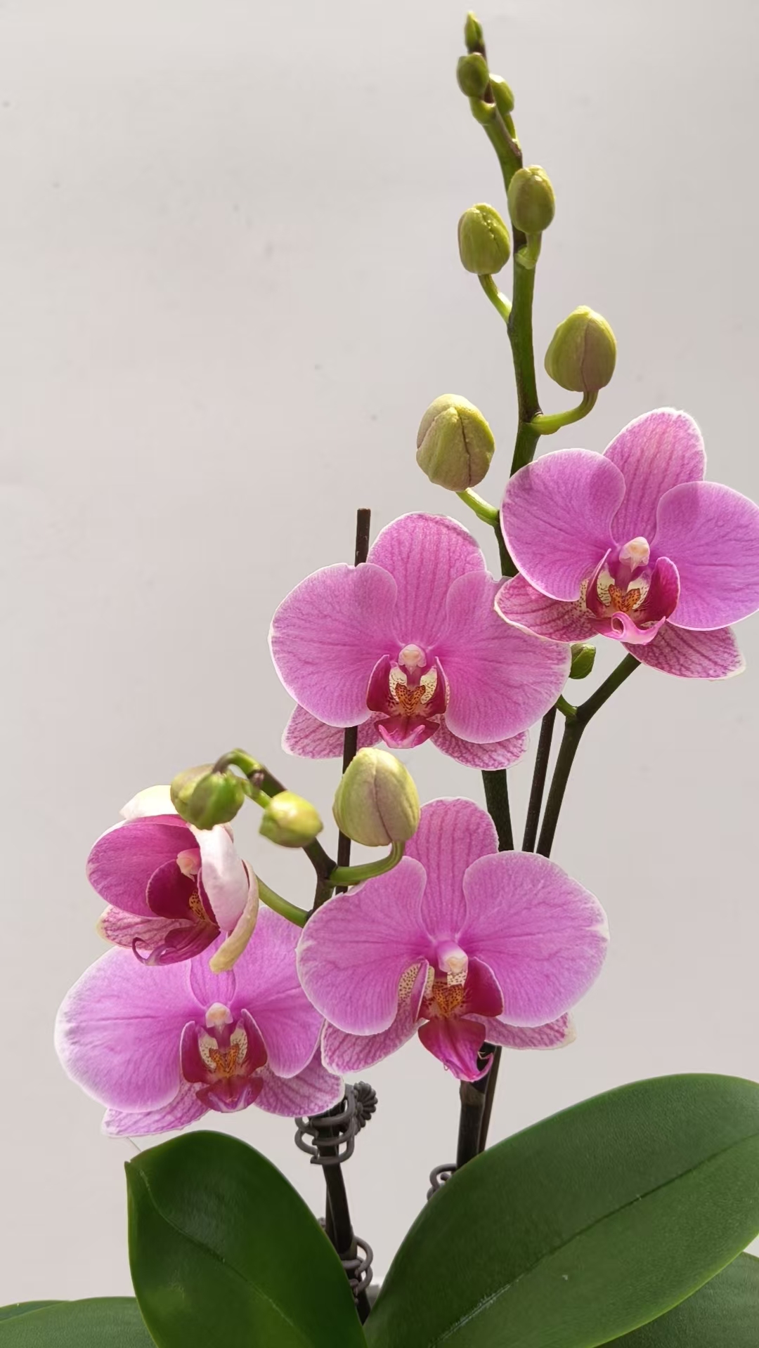 欢然花田蝴蝶兰（紫蝶）双梗
