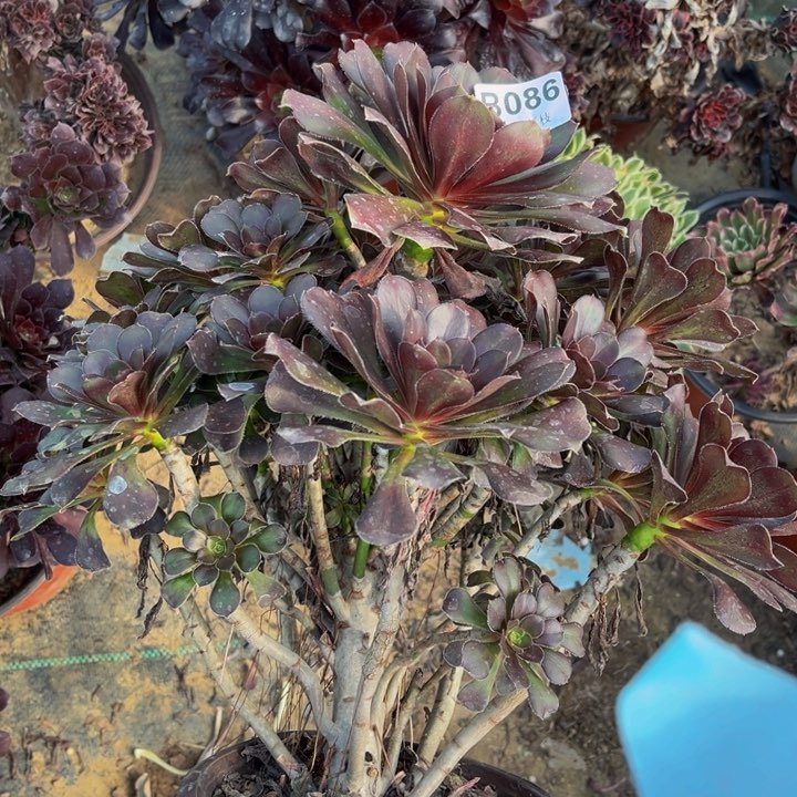 086灰圆叶多肉法师不包断枝