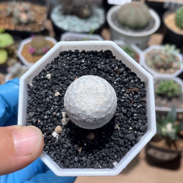 304实生白鸟仙人球