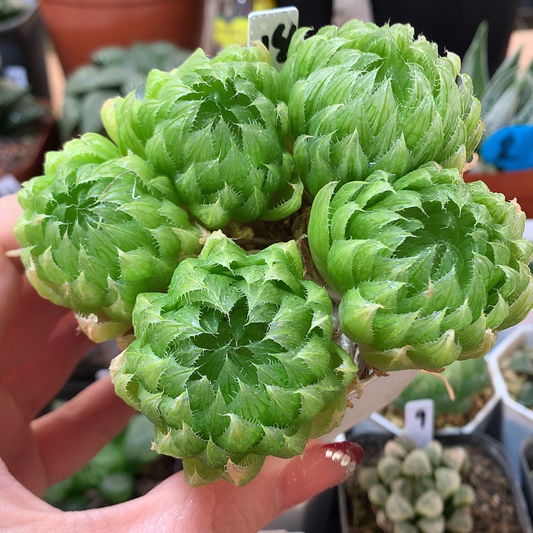 18号群生樱水晶带盆土