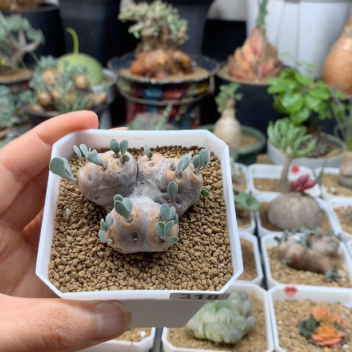 产地格加厚敦菊带盆318