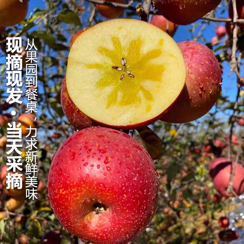 正宗四川大凉山红将军丑苹果现摘现发脆甜多汁