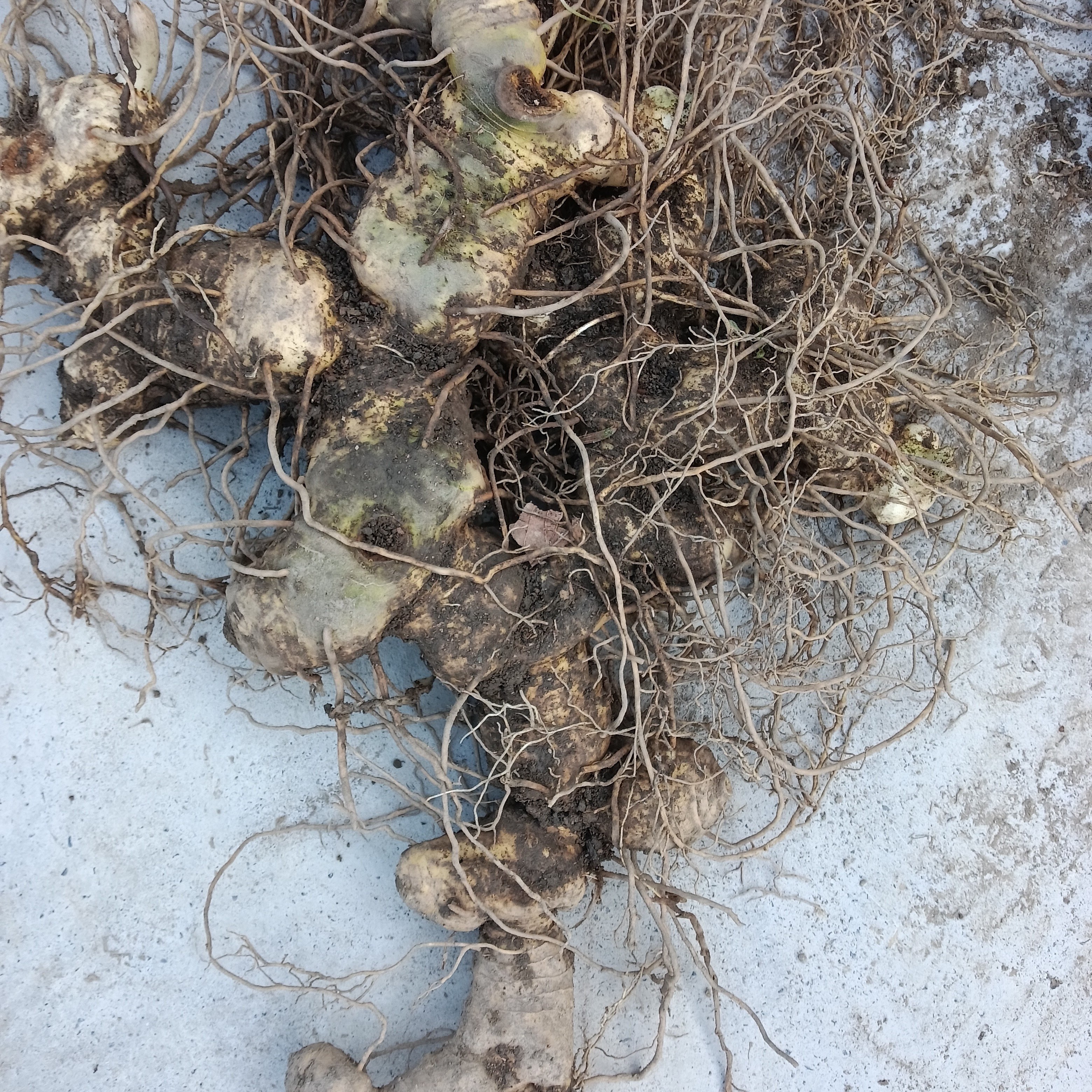 深山野生黄姜黄精老虎姜新鲜现挖天然多花可九蒸九晒可煲汤