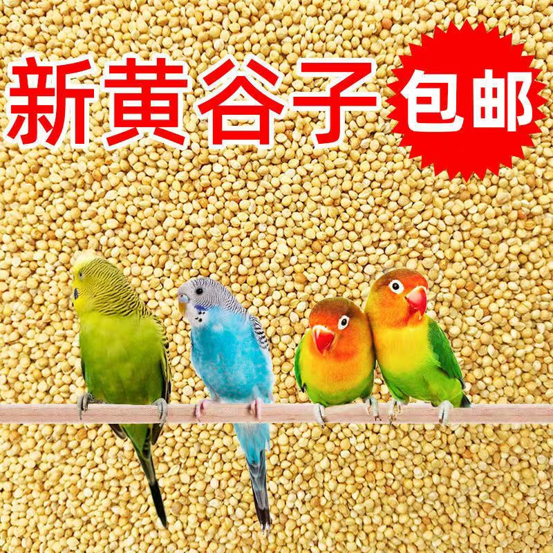 鹦鹉鸟粮带壳饱满黄谷子五色黍子玄风牡丹中小型鸟食用饲料粮食