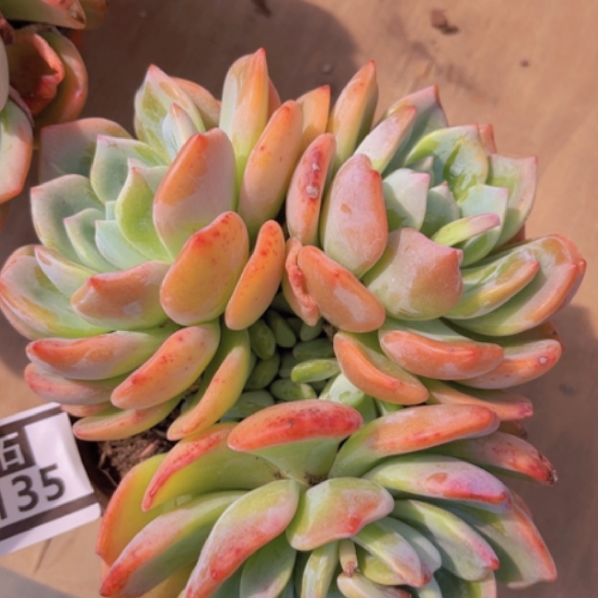 【闪购商品】香橙08135