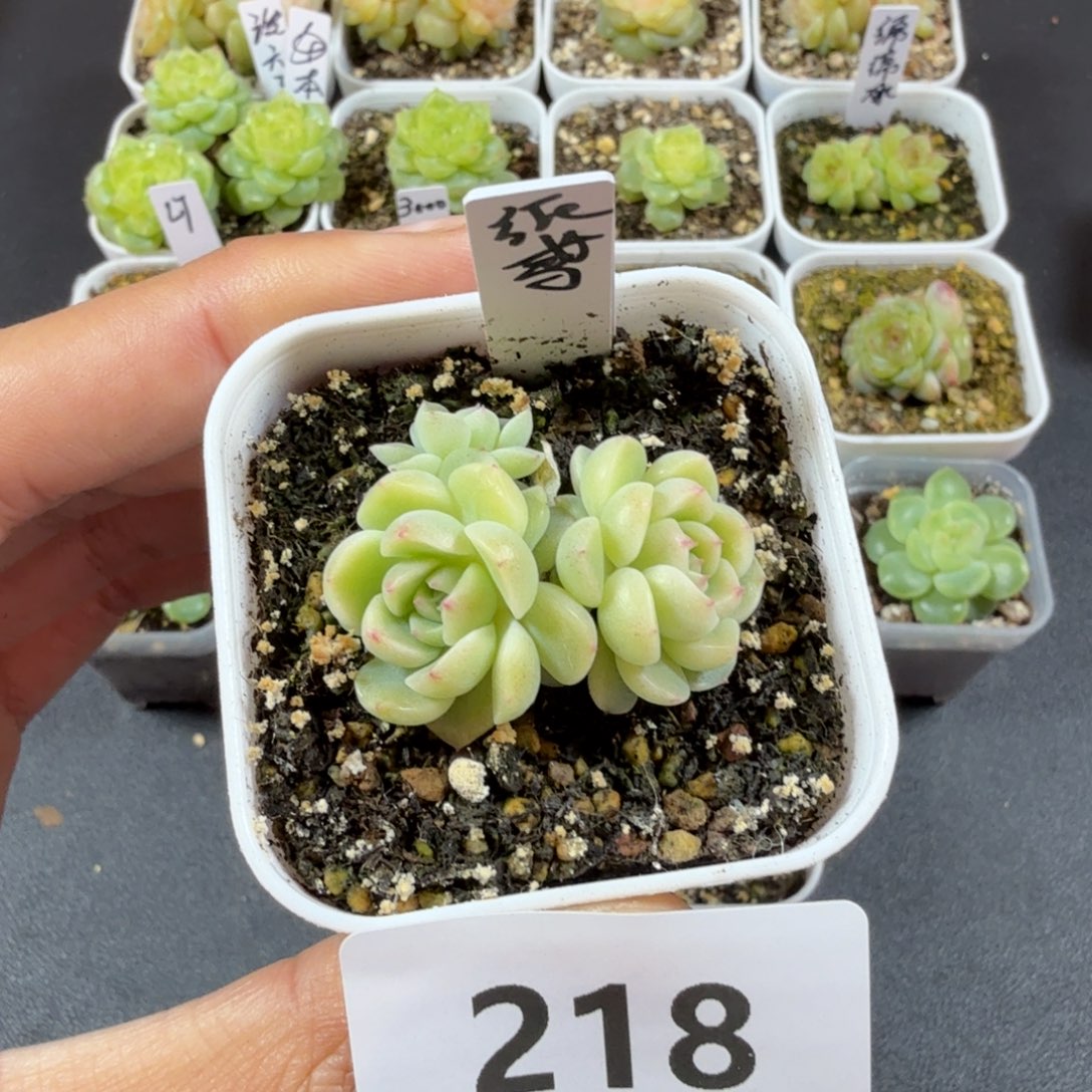 三头纸鸢一物一拍218