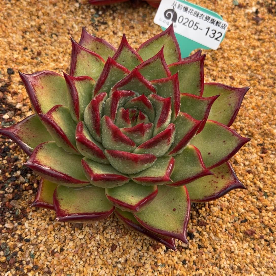 多肉一物一拍0205-132