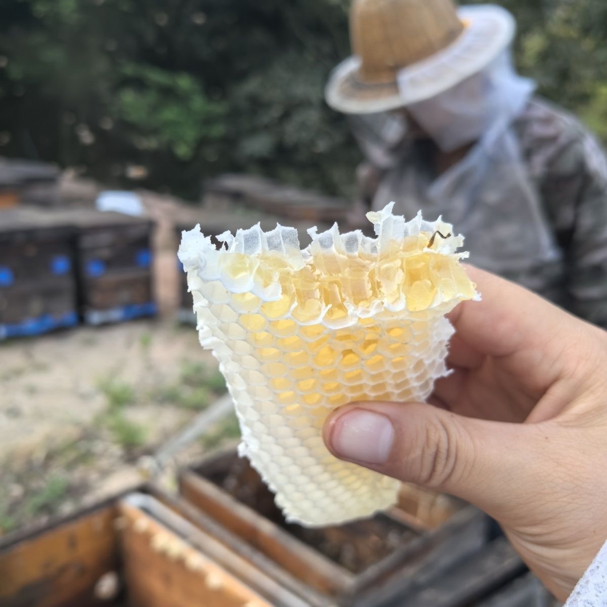 (少蜜版50克)天然赘巢蜜 蜂巢胚 蜂巢脾 蜂巢 蜂巢胚少少蜜 即食