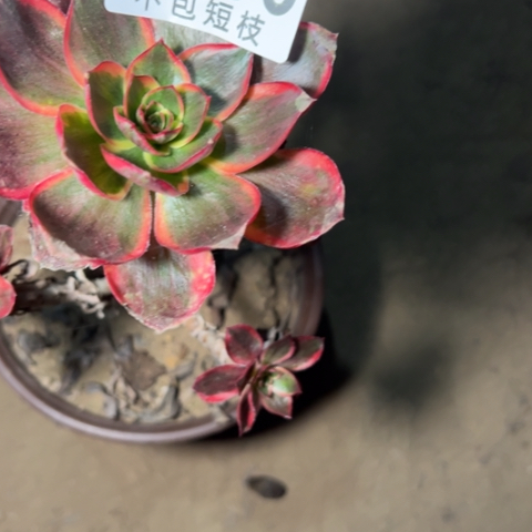 红魔女多肉植物法师6266