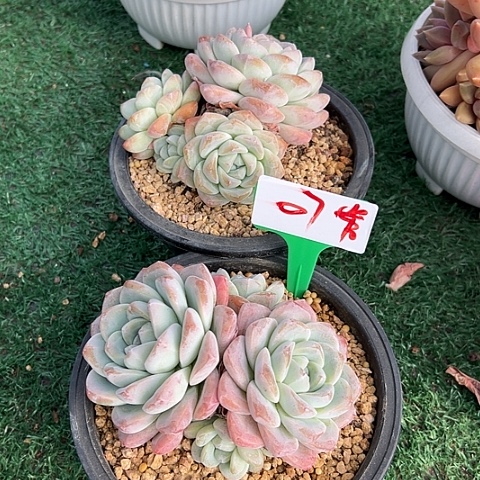 Y***寶07冰玉带盆2个多肉