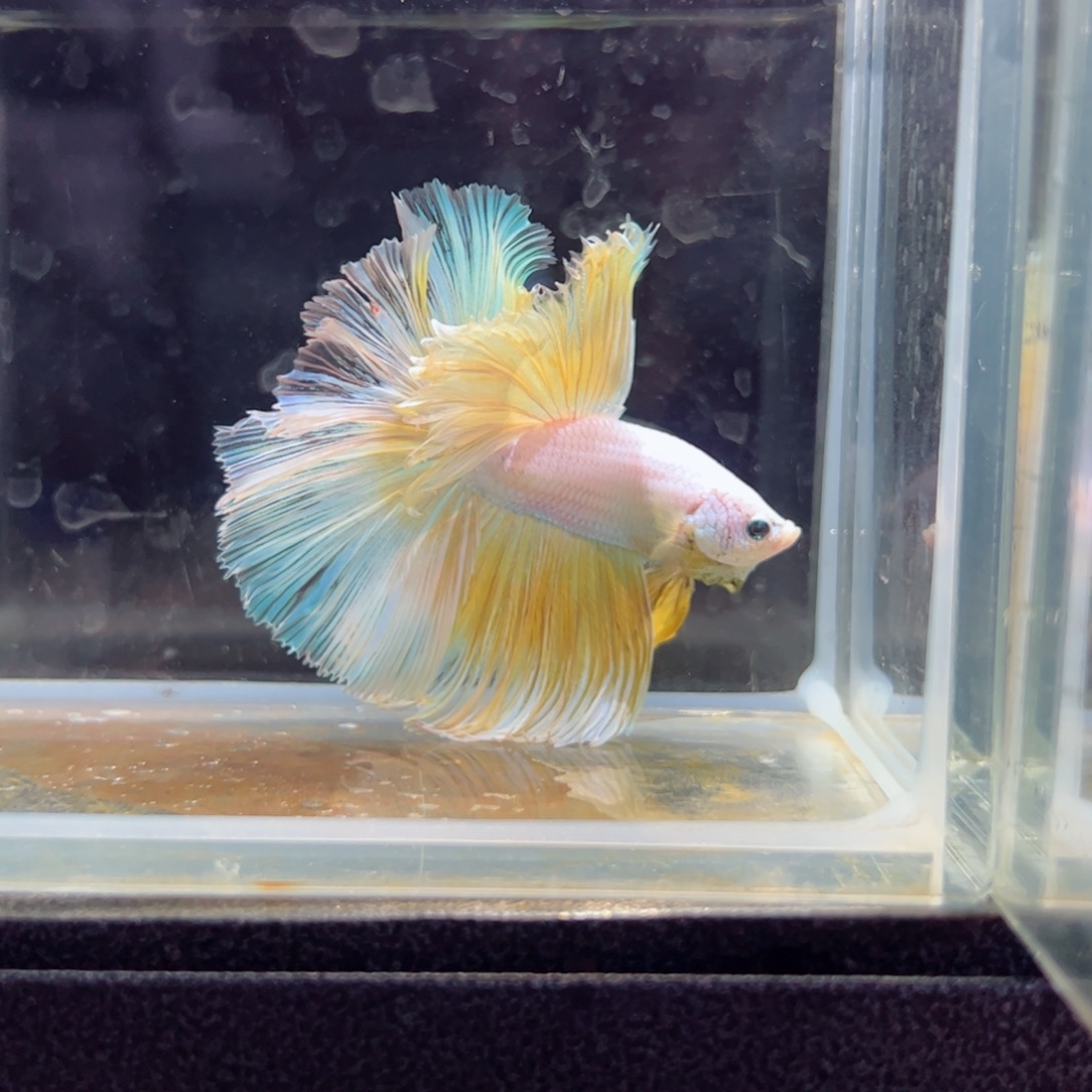 斗鱼浅色特殊尾hhhhh