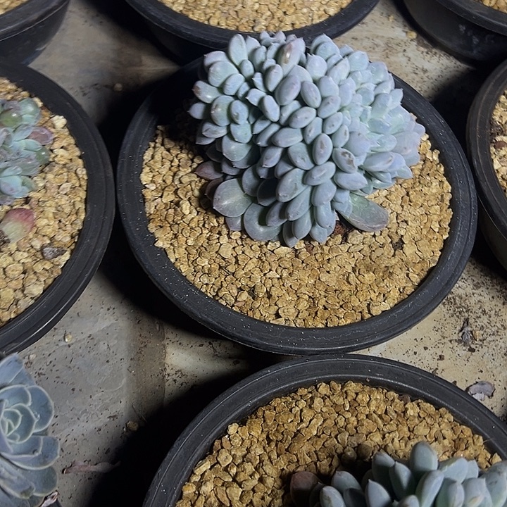 菩提子群生缀化多肉