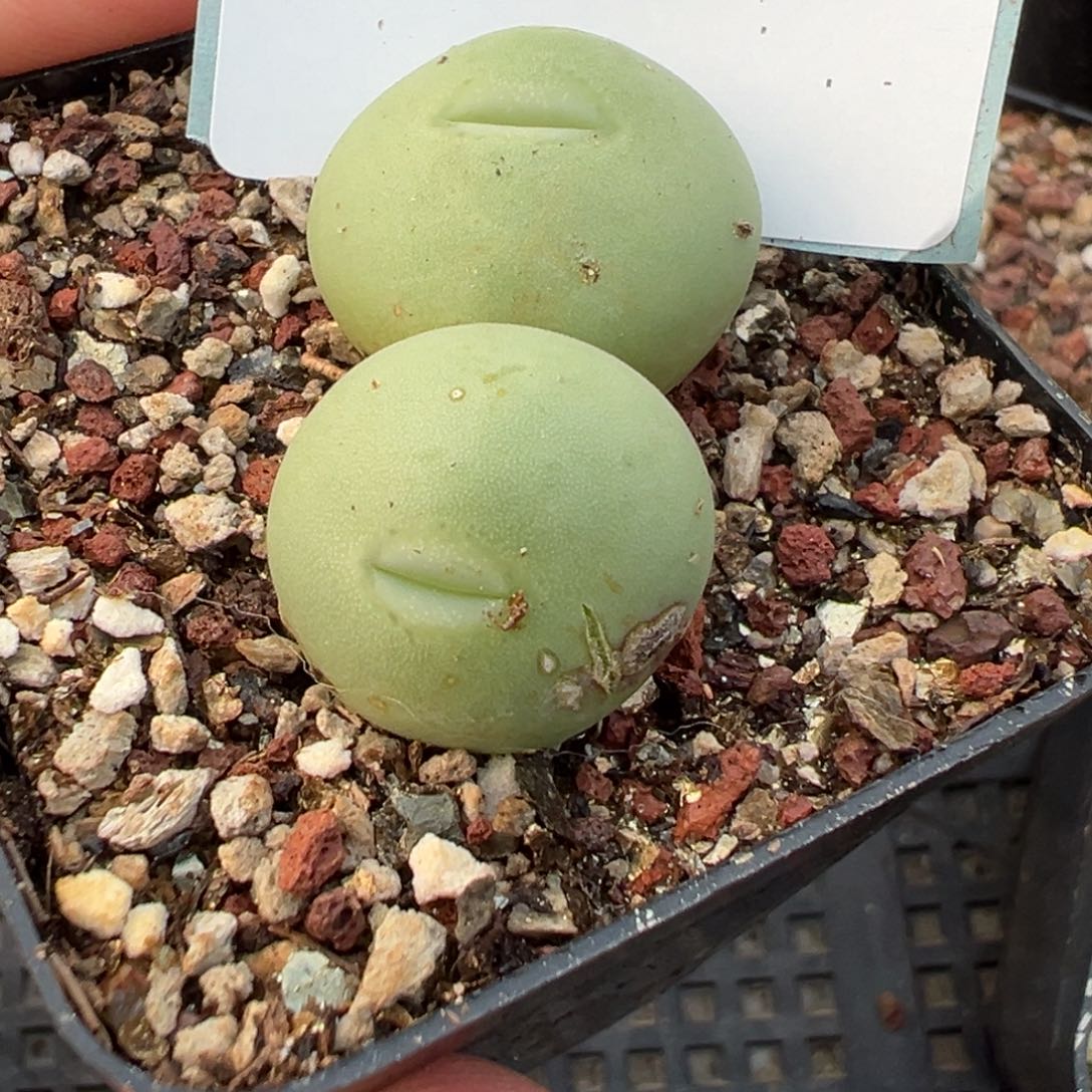 妞***29-292肉锥多肉植物