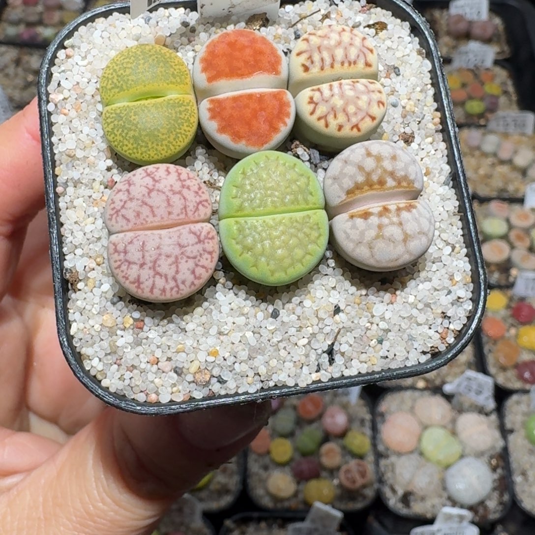 高品质屁屁清清1357