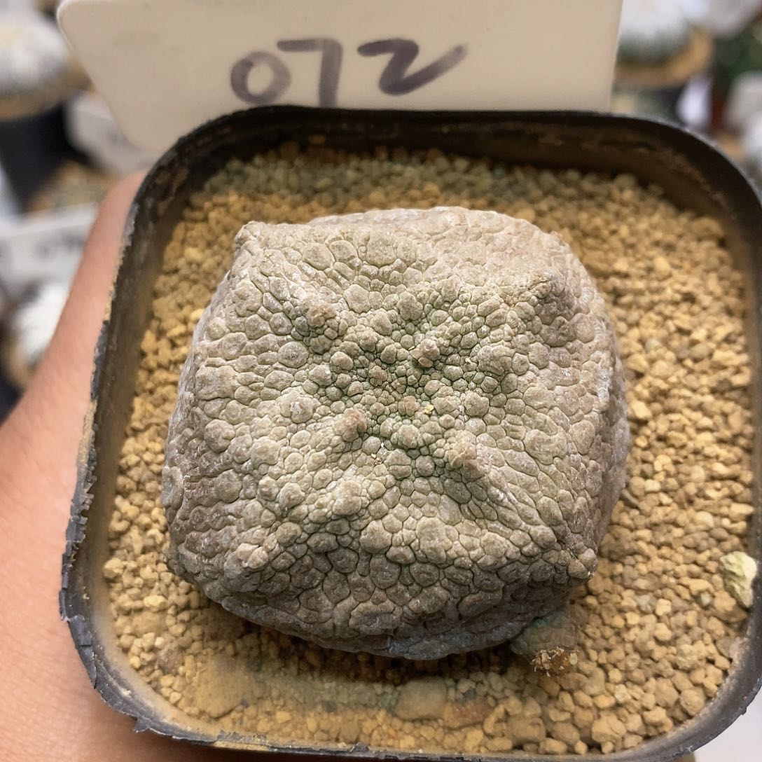 开播特价来了福利了