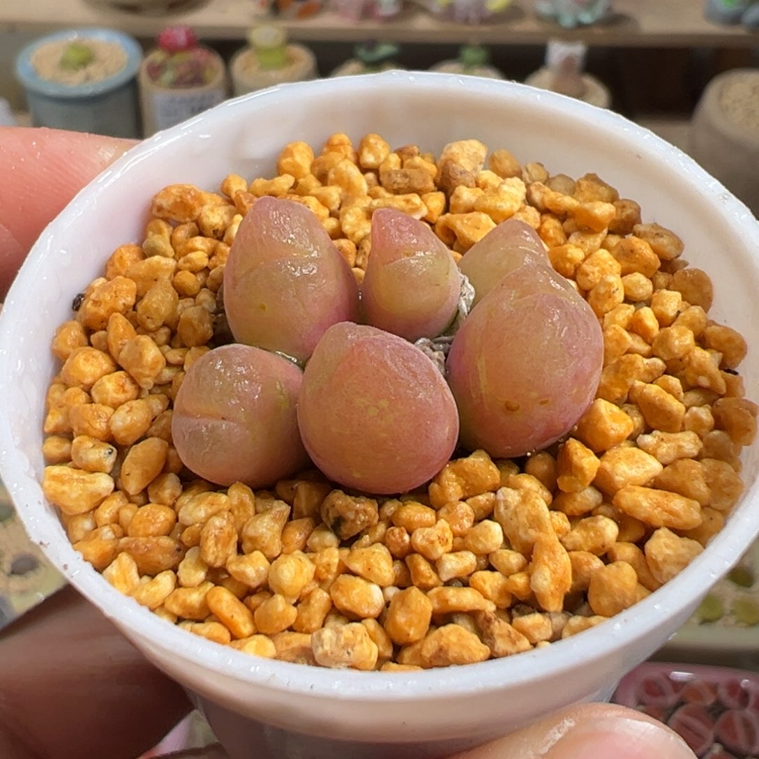 多肉植物210号毛翠滴