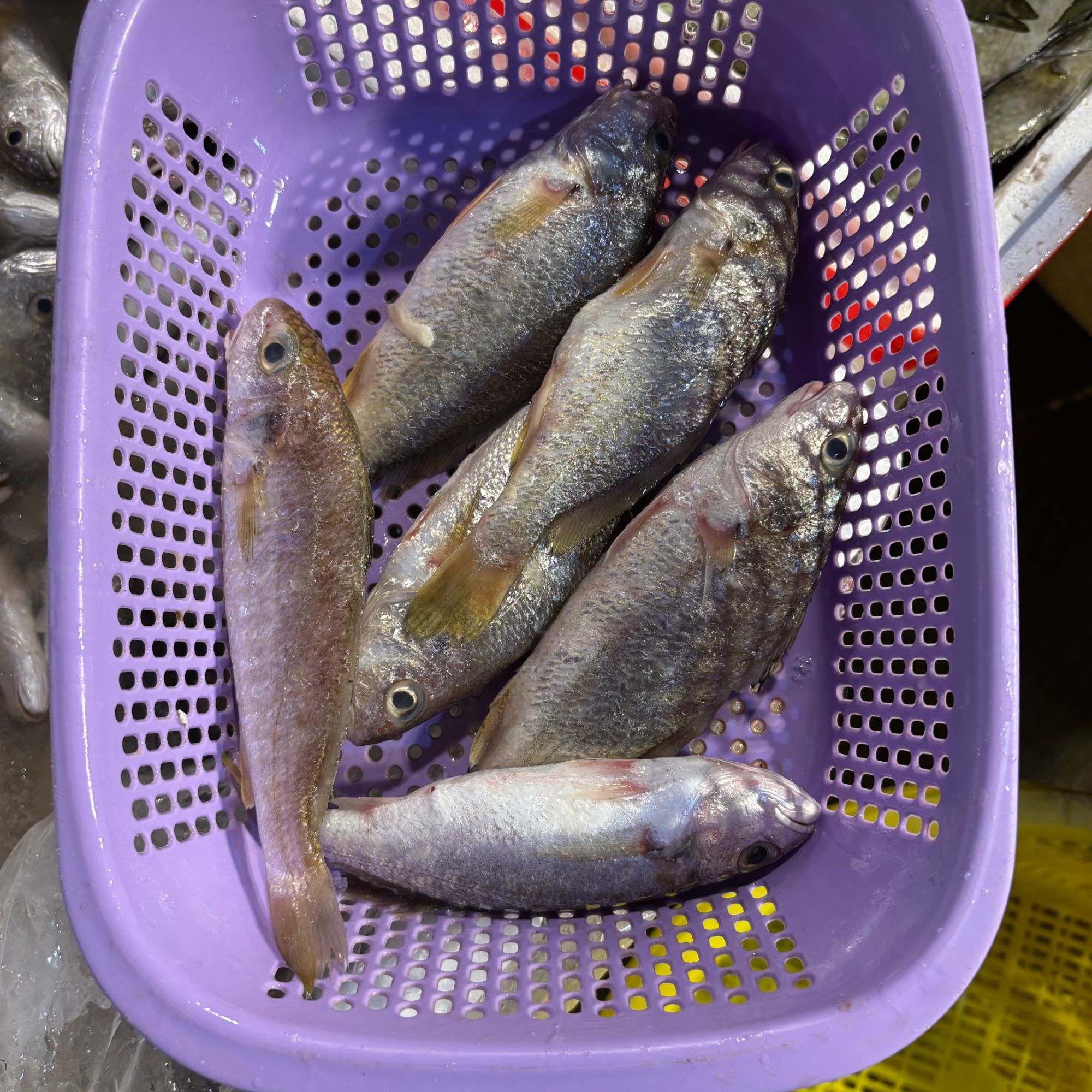 石头鱼 顺丰冷链包邮