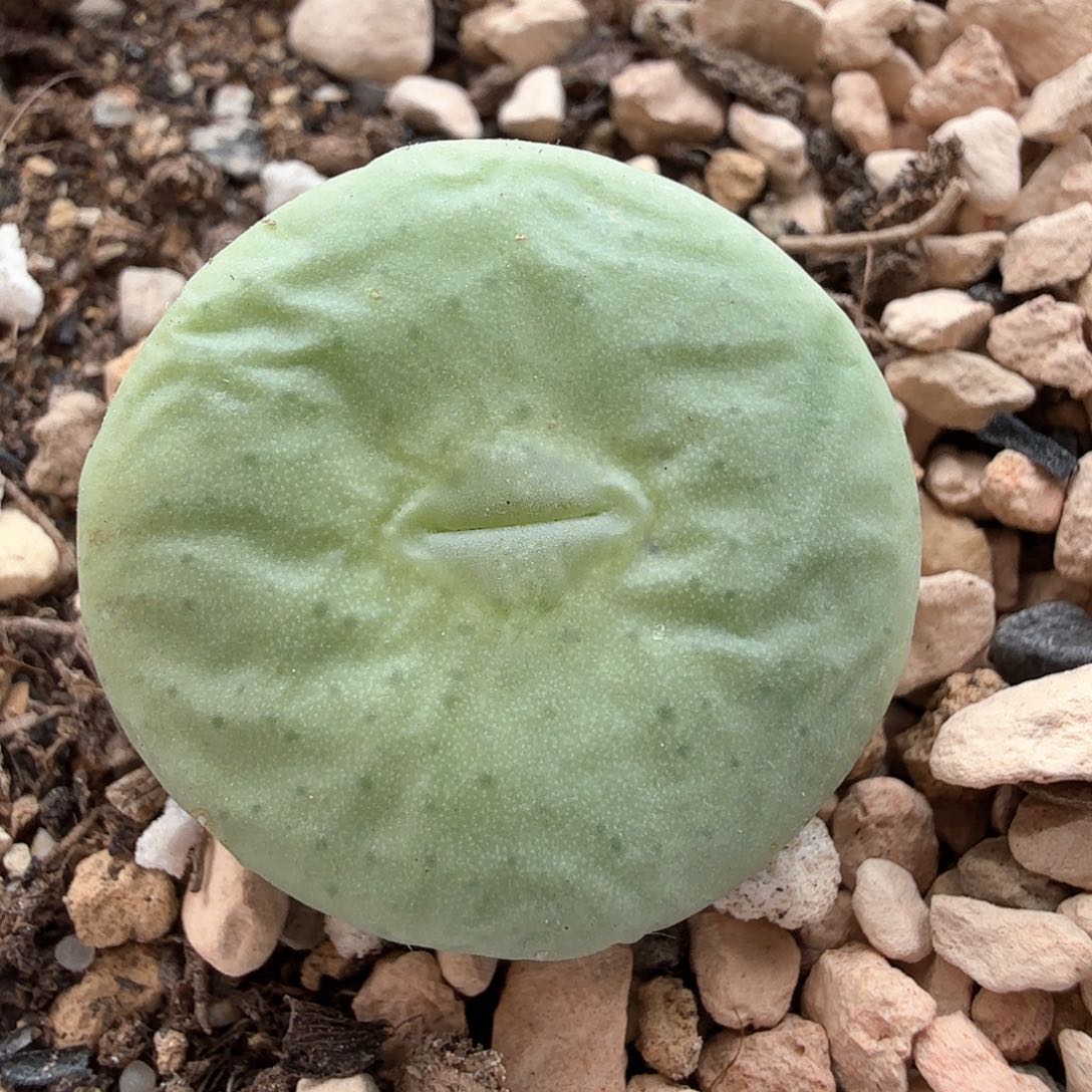 2.7.99/大饼2.0厘米