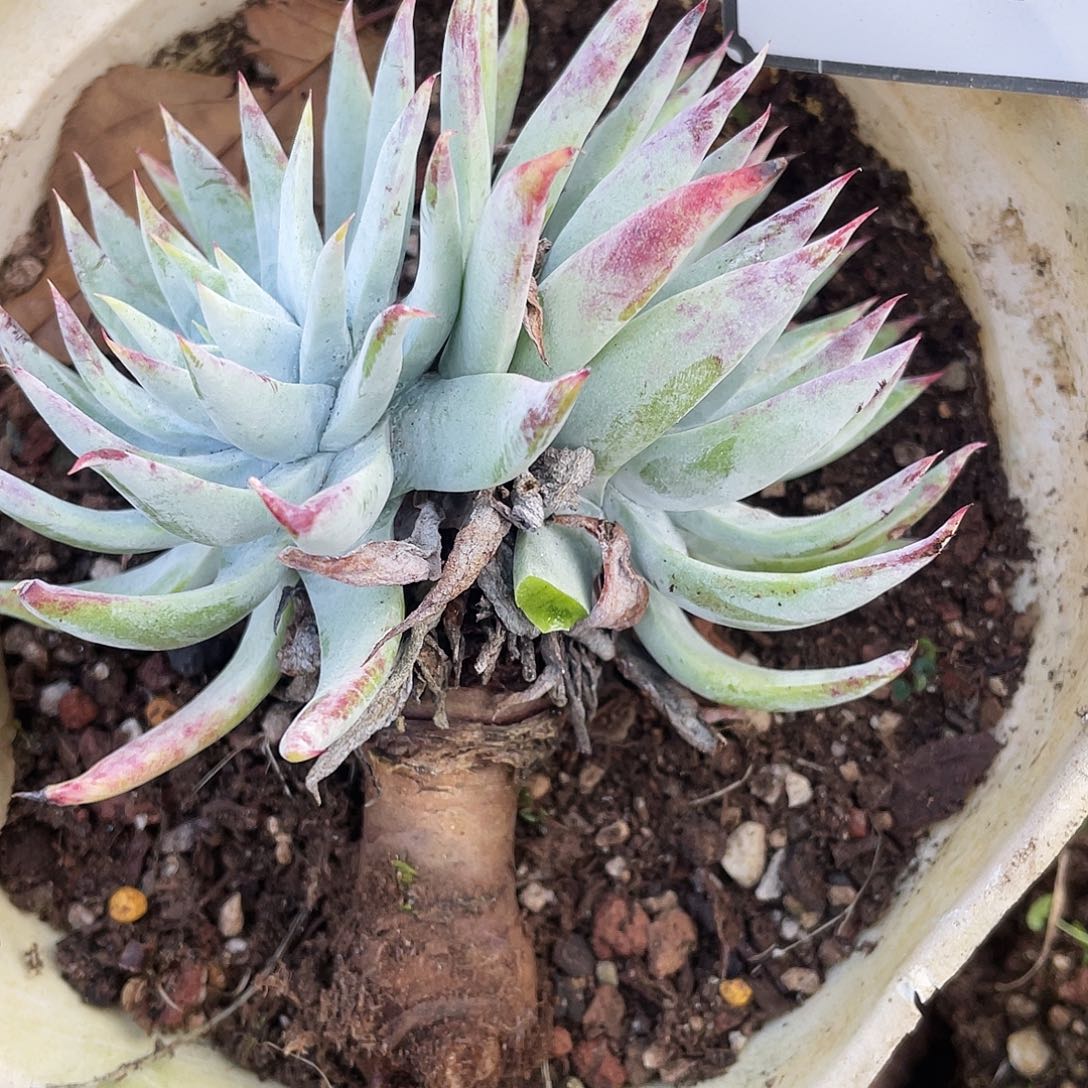 雪山特价不售后10096