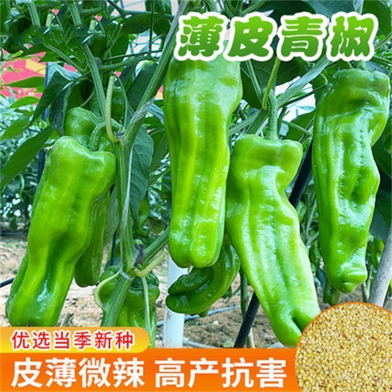 早熟薄皮青椒种子四季播春蔬菜庭院大田阳台盆栽虎皮皱皮辣椒种籽