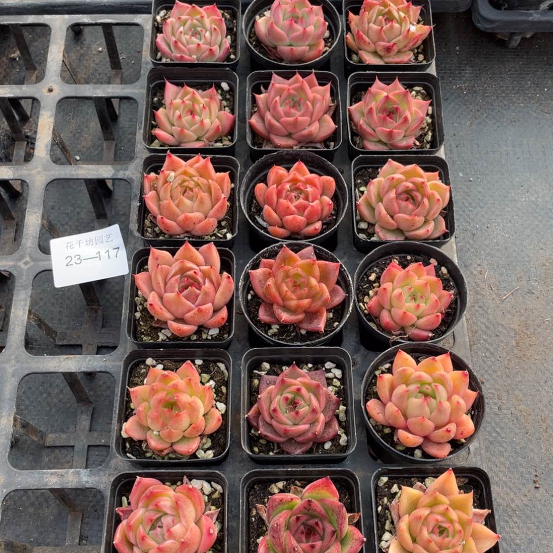 一物一拍18颗23-117