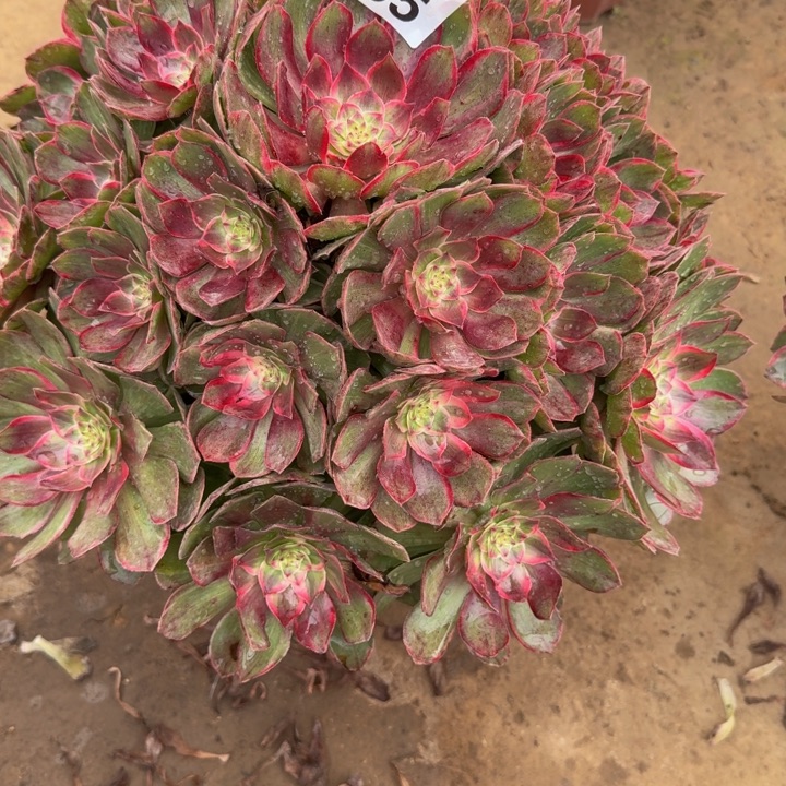 一***L莲花座宝塔085肉肉肉