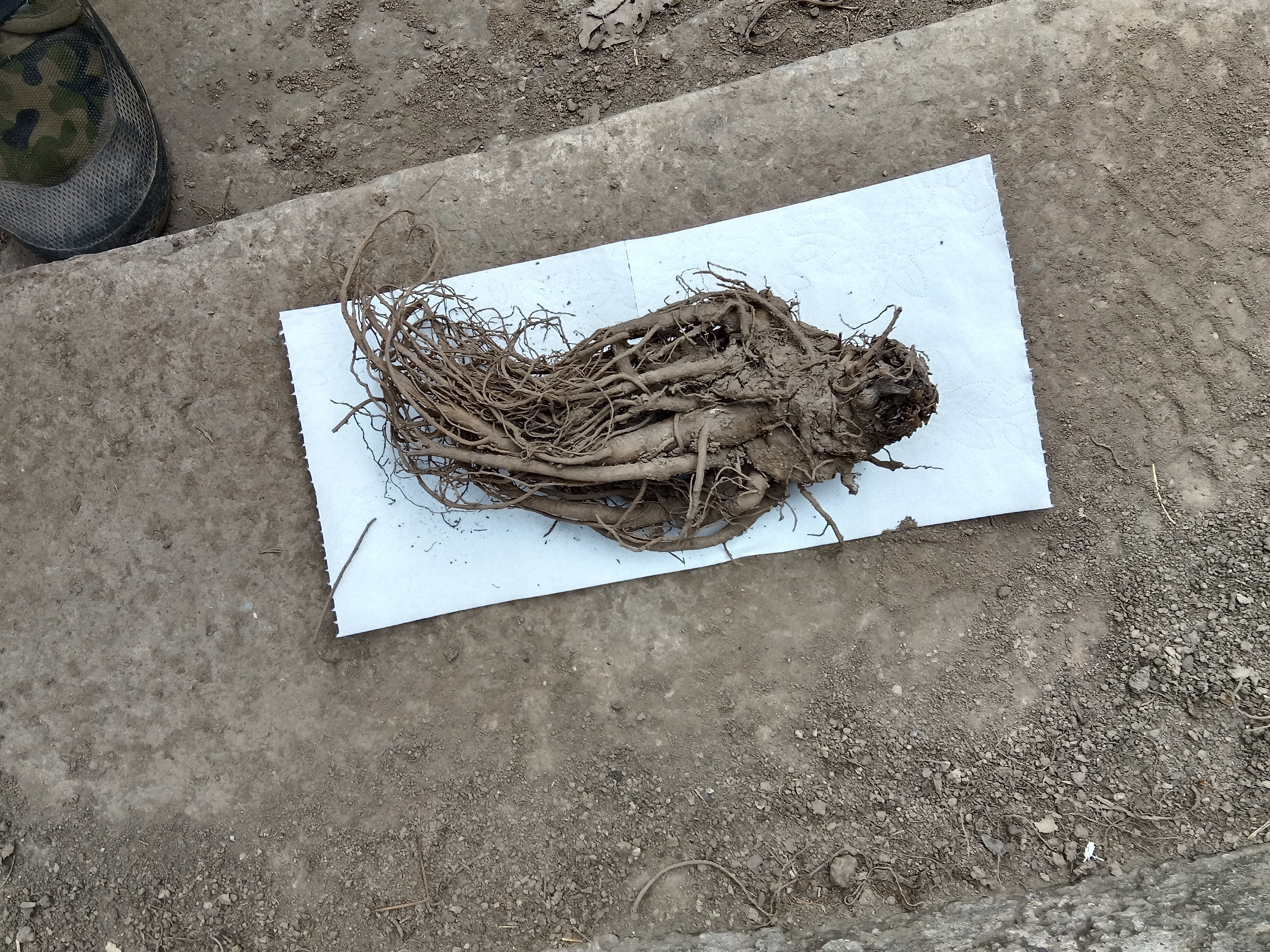 甘肃岷县新鲜当归产地现挖可煲汤煮水泡酒炖肉滋补食材湿货