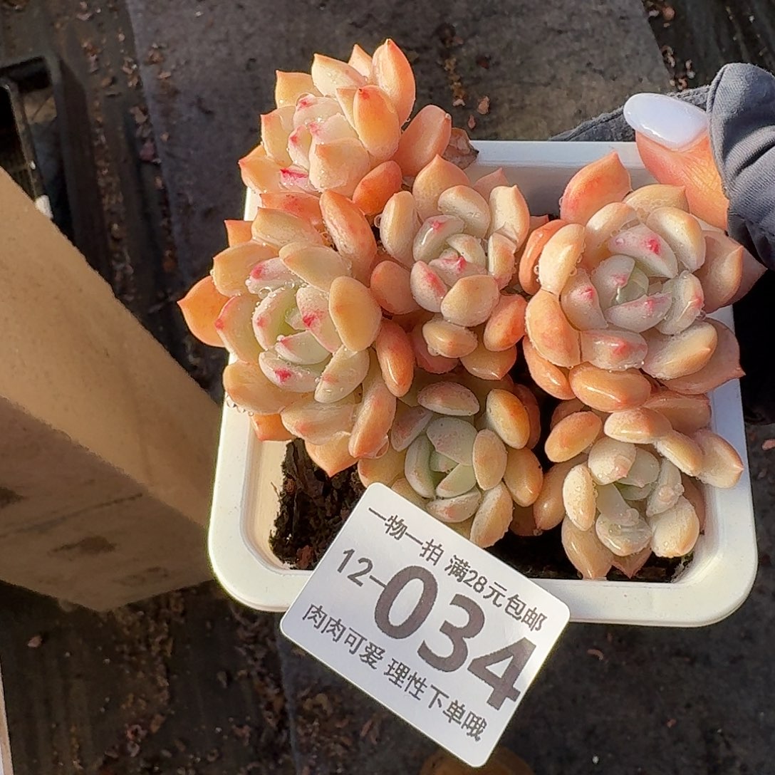 蜜桃格林无盆土发货无