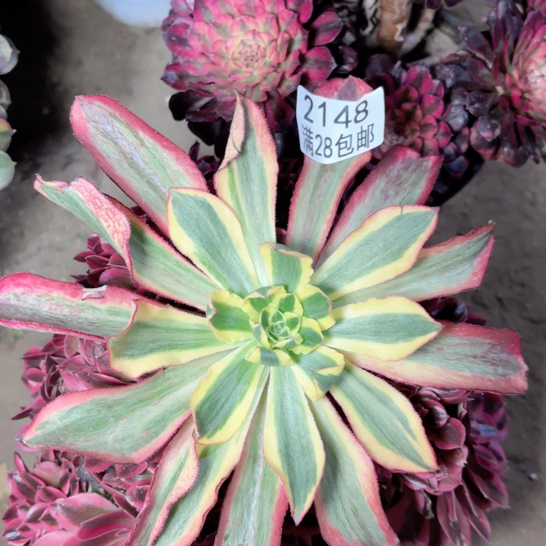 A. 2148魅影砍头多肉1111